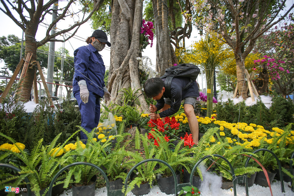 Hoa anh đào được bảo quản lạnh 10 độ C chờ ngày hội